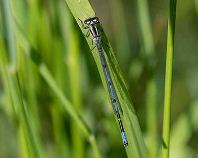 Azure Bluet