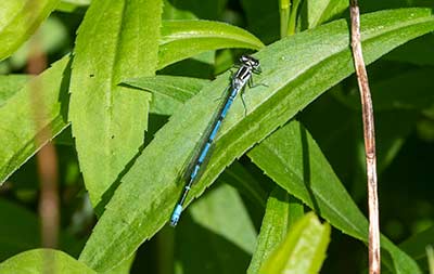 Azure Bluet