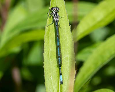 Azure Bluet