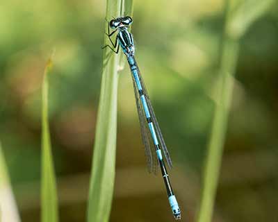 Azure Bluet