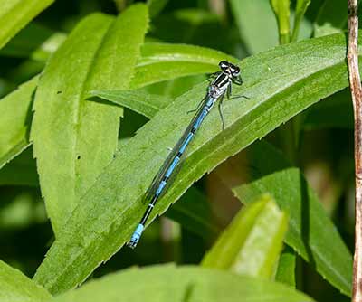 Azure Bluet