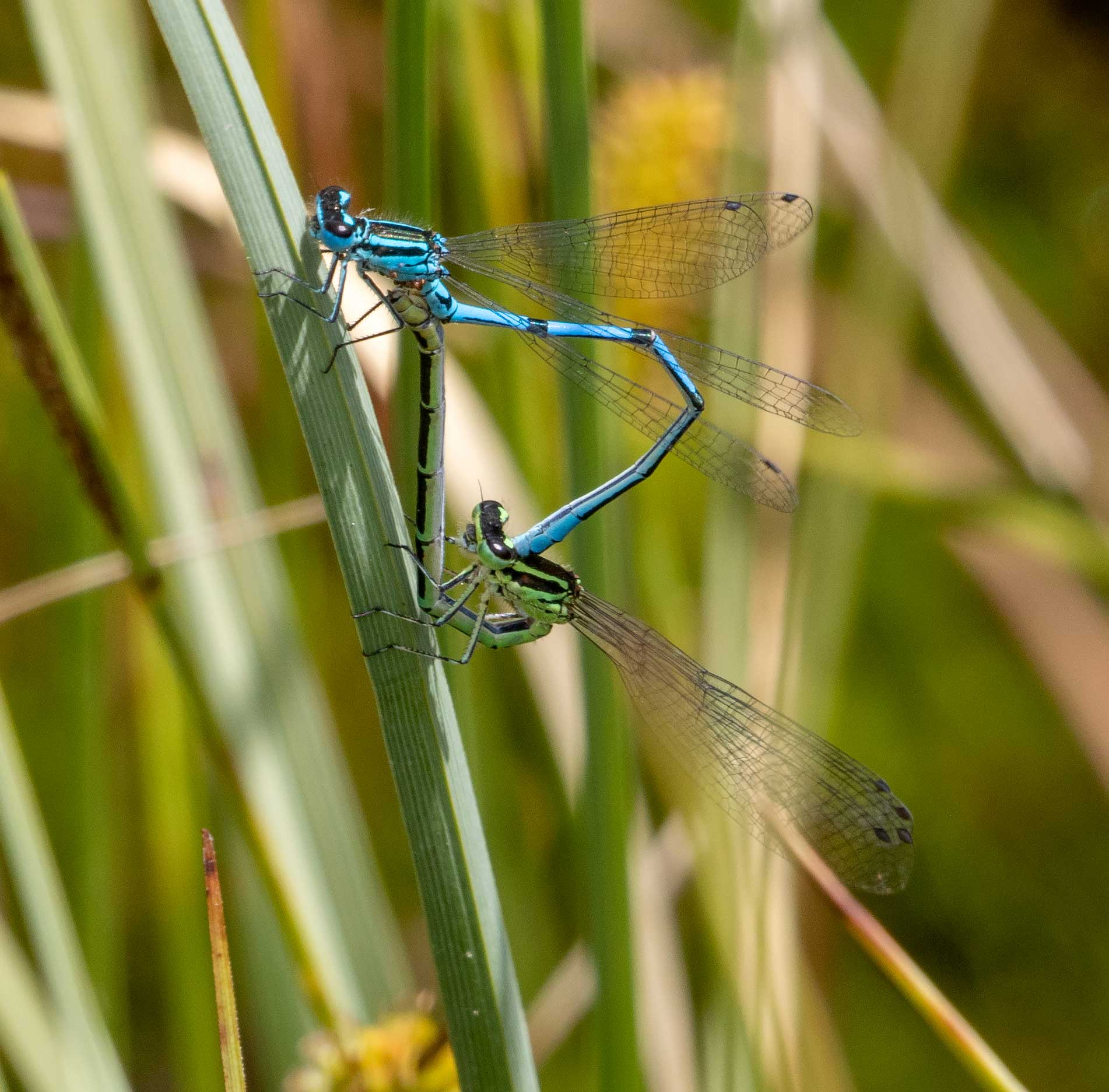 Azure Bluet