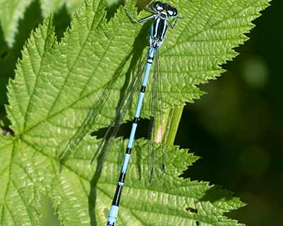 Azure Bluet