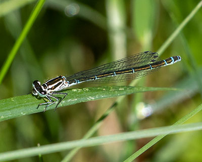 Azure Bluet