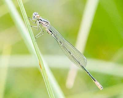 Azure Bluet