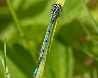 Azure Bluet