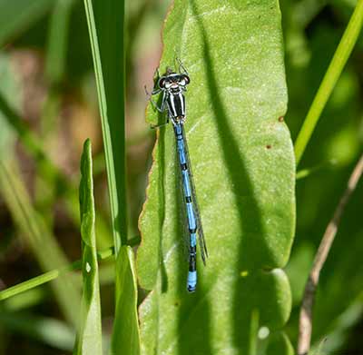 Azure Bluet
