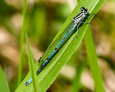 Azure Bluet