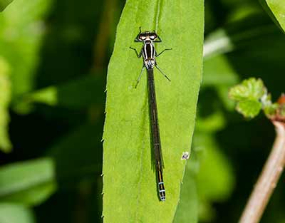 Azure Bluet