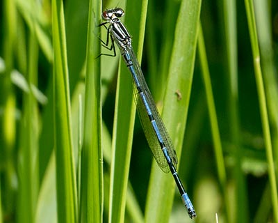 Azure Bluet