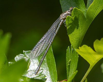 Azure/Variable Bluet