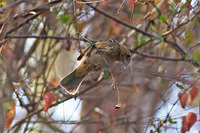 Blue Bunting