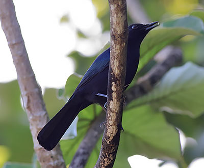 Black Catbird