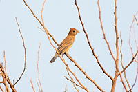 Blue Grosbeak