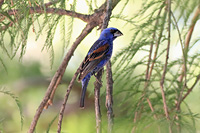 Blue Grosbeak