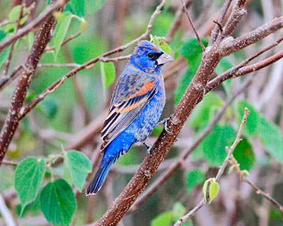 Blue Grosbeak