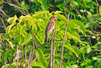 Blue Grosbeak