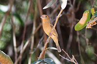 Blue Grosbeak