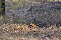 Blue Grosbeak