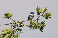 Belted Kingfisher