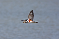 Belted Kingfisher