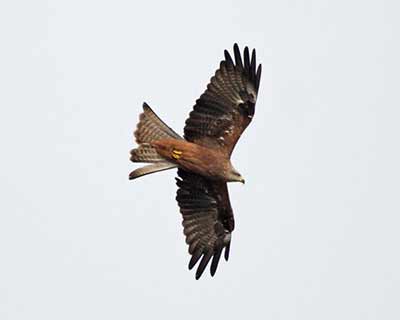 Black Kite