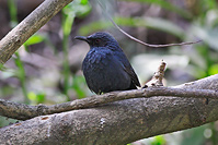 Blue Mockingbird