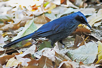 Blue Mockingbird