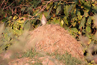 Banded Quail