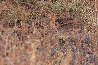 Banded Quail