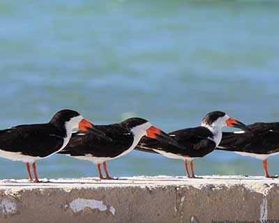 Black Skimmer