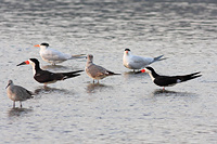 Black Skimmer