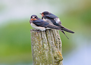 Barn Swallow