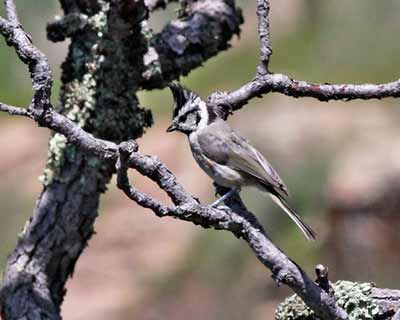 Bridled Titmouse