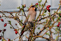 Bohemian Waxwing