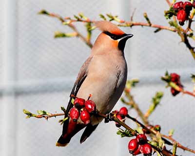 Bohemian Waxwing
