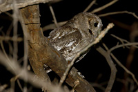 Balsas Screech-Owl