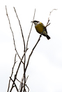 Bananaquit