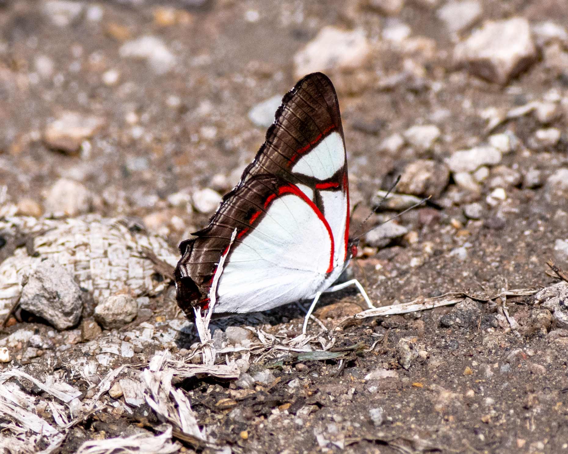 Banded Banner