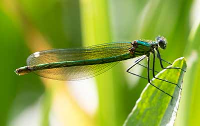 Banded Demoiselle