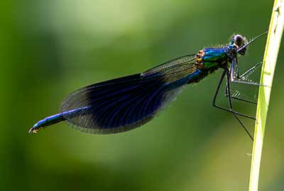 Banded Demoiselle