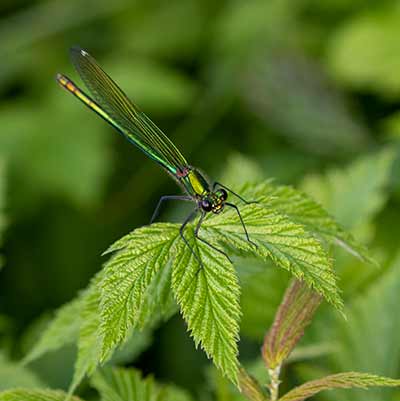 Banded Demoiselle