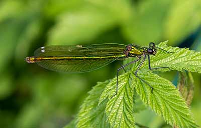 Banded Demoiselle