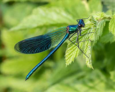Banded Demoiselle
