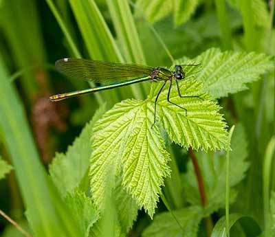 Banded Demoiselle