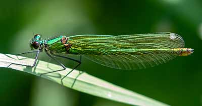 Banded Demoiselle