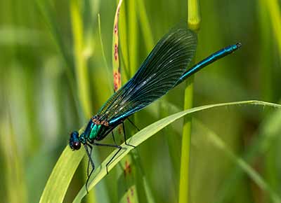 Banded Demoiselle