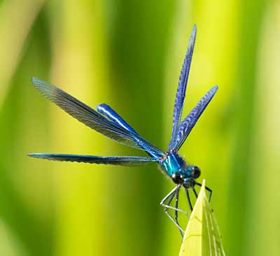 Banded Demoiselle