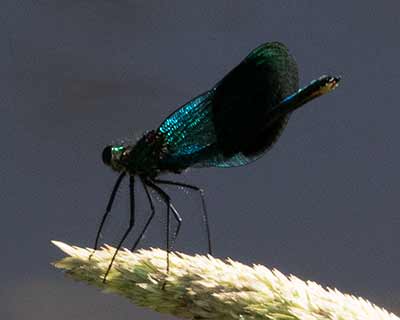 Banded Demoiselle
