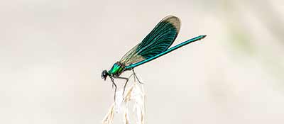 Blåbåndet Pragtvandnymfe (Calopteryx splendens) [Kalvebod Fælled, Denmark]